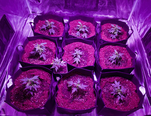 Ростки White Widow на 2 неделе выращивания