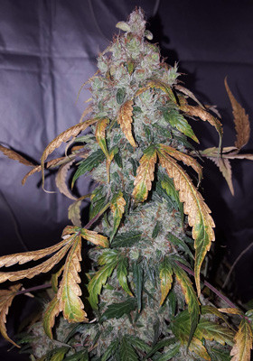 Главная кола марихуаны Auto White Widow