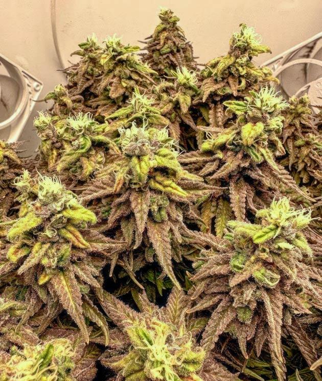 Последняя неделя сорта Куст Godfather OG Auto от 7CH American
