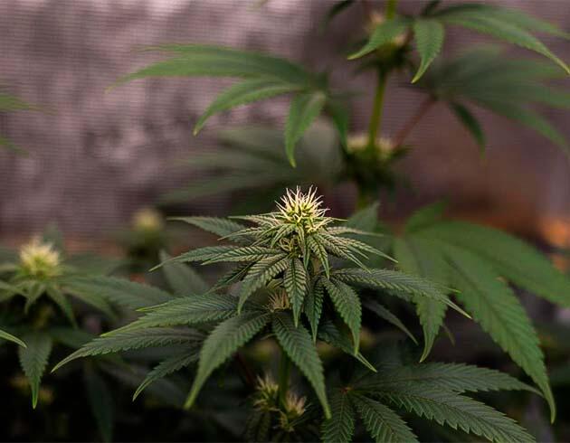 Конопля на 8 неделе роста