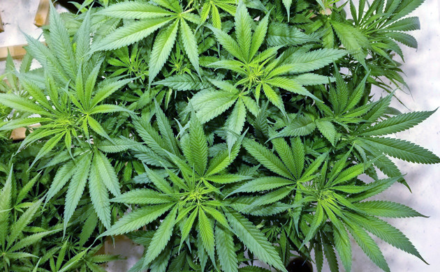 Сорт Amherst Sour Diesel после обрезки листвы на 11 неделе роста