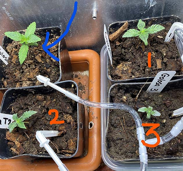 Ранняя стадия выращивания Golosa от Delicious Seeds