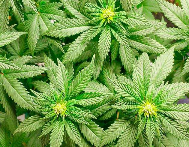 Подготовка к харвесту конопли Blueberry OG подготовка к харвесту Blueberry OG