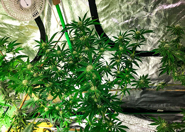 Переход на Aqua Flakes