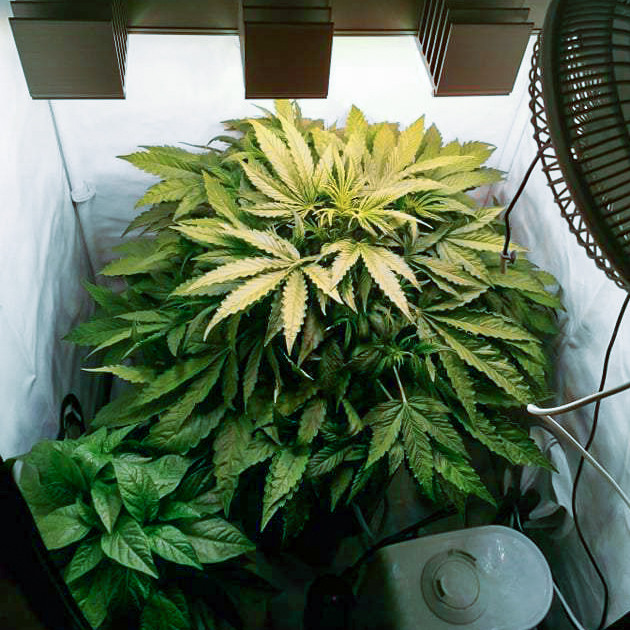Куст марихуаны на 1 неделе цветения Цветение конопли