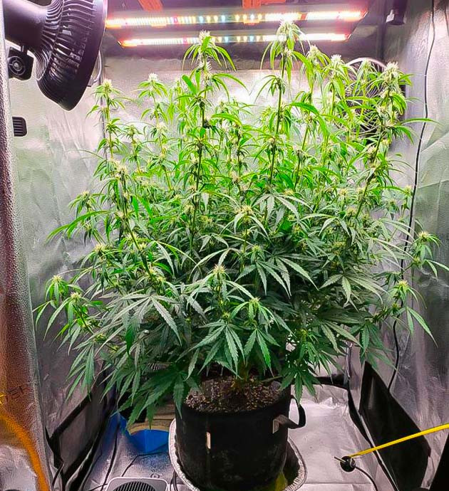 Запах конопли Куст Forbidden Runtz Auto от FastBuds ростом 122 см