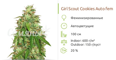 Girl Scout Cookies Auto от Original Sensible Seeds