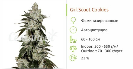 Girl Scout Cookies auto от FastBuds