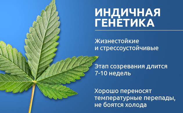 Быстрое цветение индичных сортов