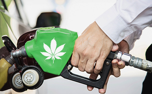 Каннабис можно превратить в автомобильное топливо Толиво из конопли