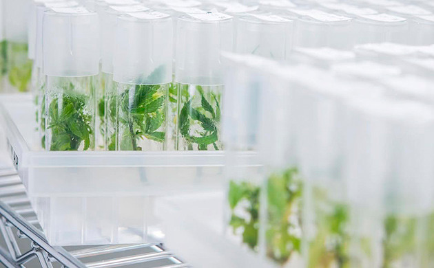 Метод культуры тканей в домашних условиях