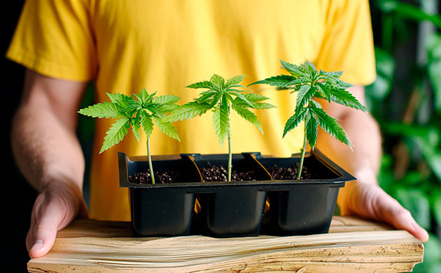 Проращивание семян в индоре