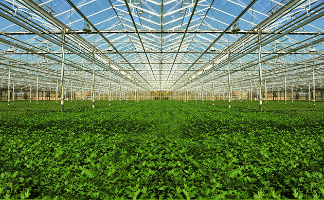 Выращивание большого количества кустов