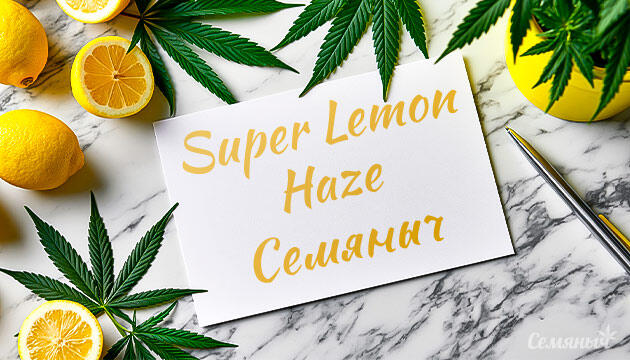 Гроурепорт сорта Super Lemon Haze от сидбанка Семяныч