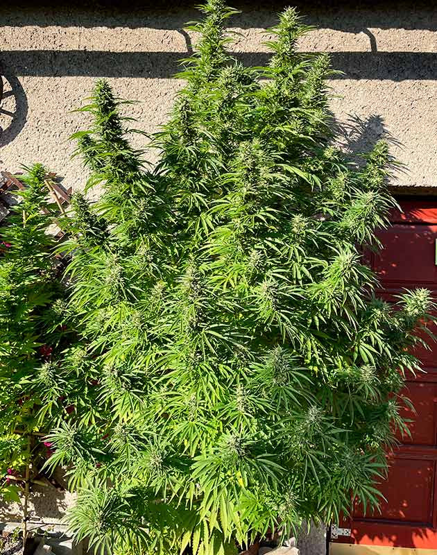 подготовка к харвесту Bruce Banner #3