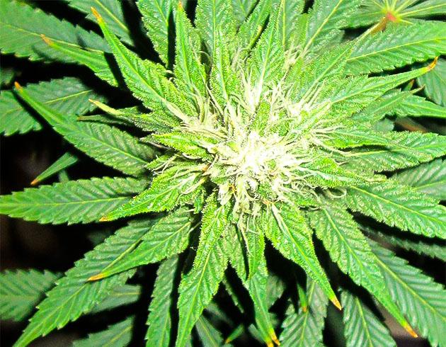 Куст 10th Planet R1 на 11 неделе выращивания