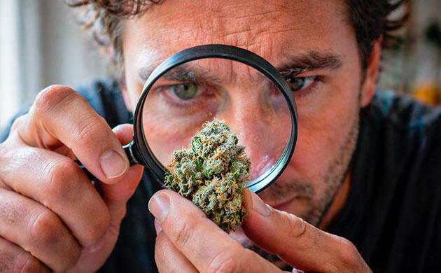 Что означает Cannabis sativa?