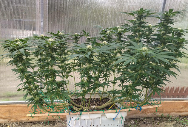 Цветущий каннабис с появляющимися трихомами