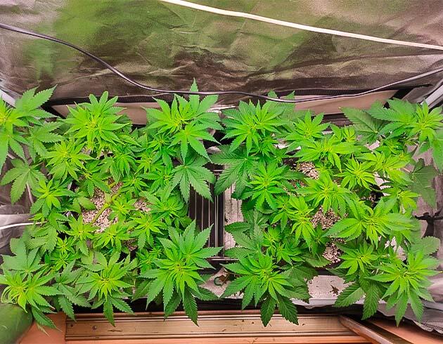 Кусты на стадии вегетации Кусты Black Widow от сидбанка Семяныч на 5 неделе