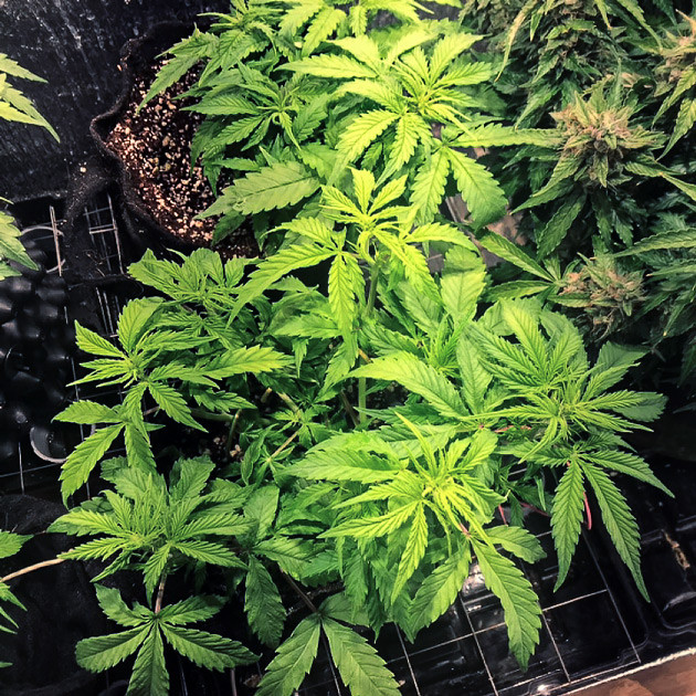 Проблемы с уровнем pH Куст с загнутыми вниз листьями