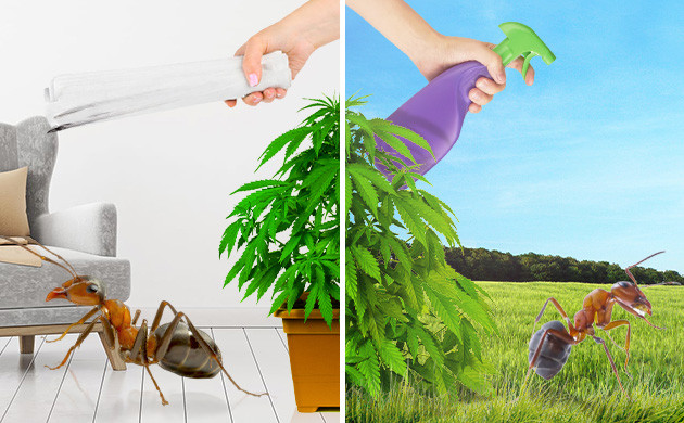 Борьба с муравьями Методы борьбы с муравьями в индоре и аутдоре