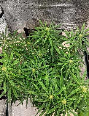 Цветение на шестой неделе Куст на шестой неделе выращивания