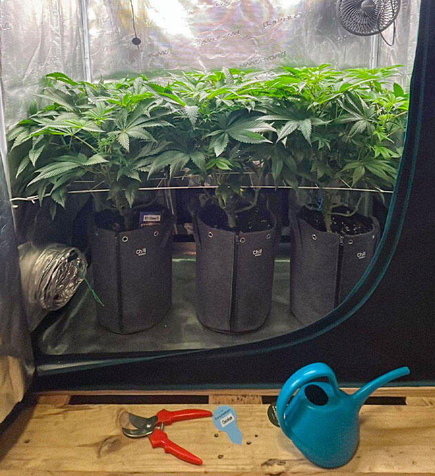 Кусты RS11 x Banana OG от Barney's Farm на 8 неделе развития