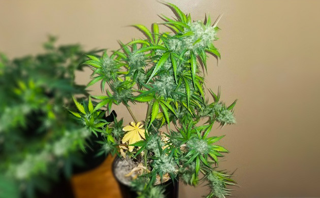 Ветви конопли прогнувшиеся от веса шишек