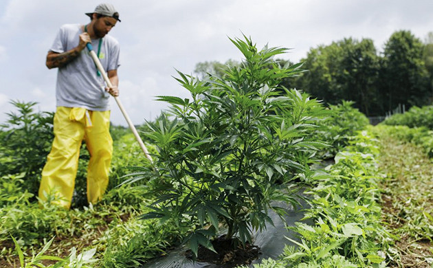 Уход за каннабисом в аутдоре