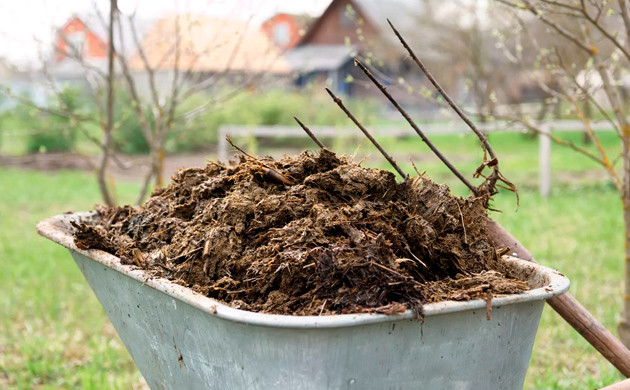 Навоз как удобрение для конопли Коровий навоз