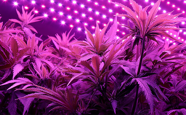 Использование УФ-излучения для стимуляции терпенового профиля конопли Влияние светового стресса на синтез терпенов у каннабиса