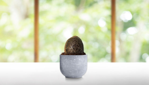 Выбор горшка Неподходящий горшок