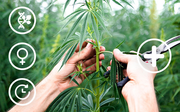 Преимущества клонирования конопли Клонирование конопли