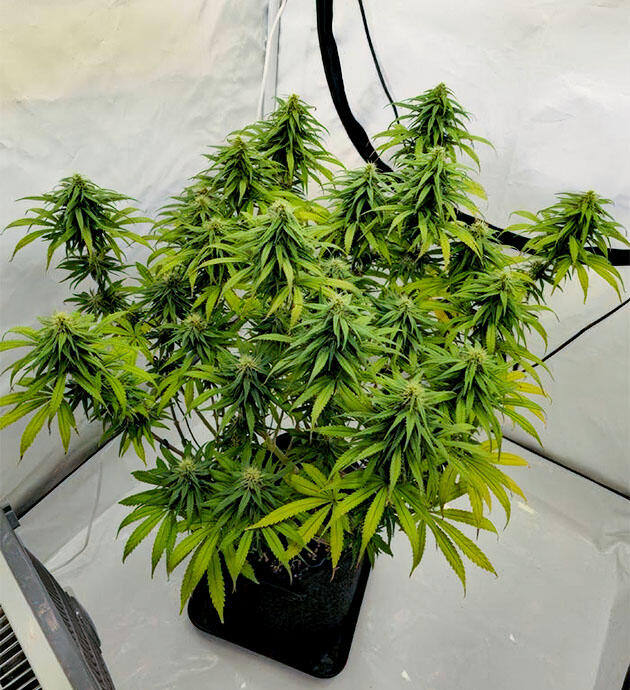 6 неделя цветения Куст Super Silver Haze на 12 неделе развития