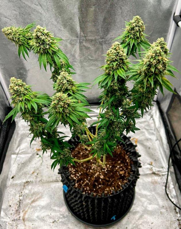 Зрелый куст каннабиса с ароматом лимона и сосны