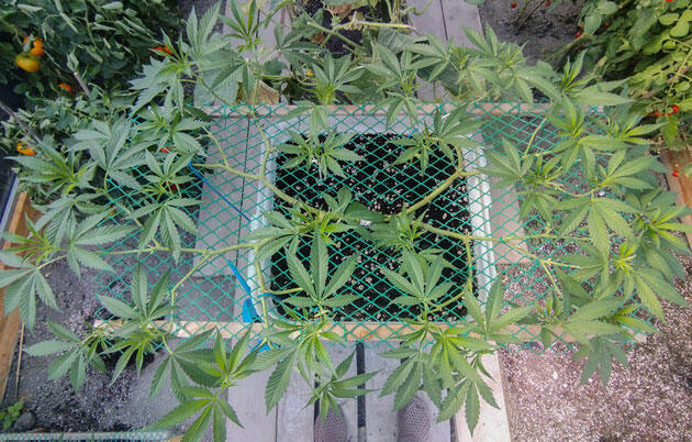 Конопля на 12 неделе роста