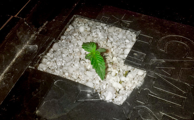 Росток в горшке с перлитом