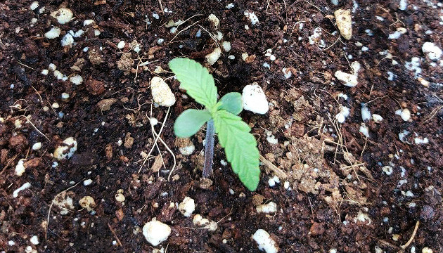 Первая неделя выращивания Росток марихуаны