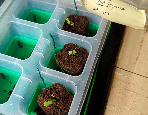 Проращивание Peach Crescendo Auto RF3