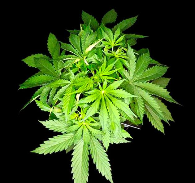 Состав удобрений для конопли Куст Guava Auto от FastBuds на стадии вегетации