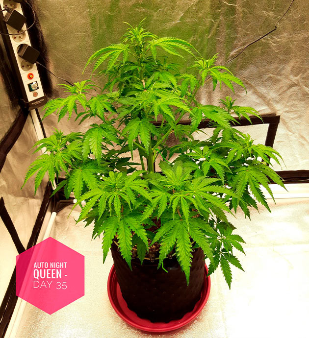 Куст на стадии предцвета