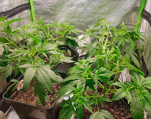 Перевод на цветение куста Skywalker Haze Стимуляция цветения куста Skywalker Haze