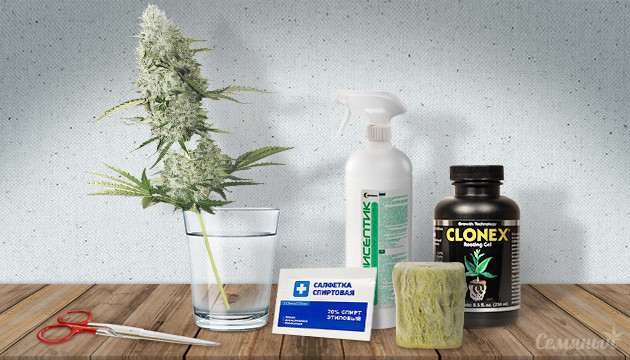 Монстр Кроппинг конопли