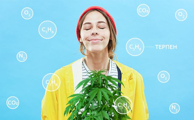 Терпены марихуаны