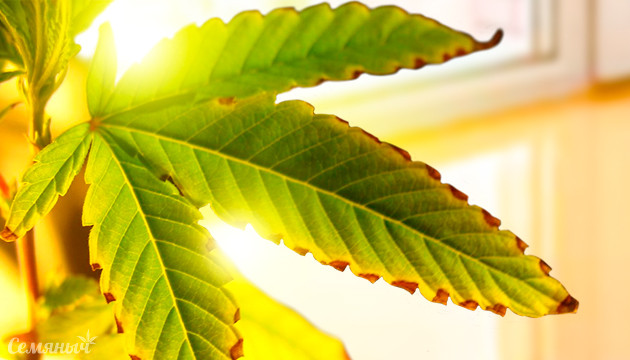 Высыхание листьев конопли Причины сухих листьев конопли