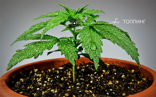 Топпинг куста марихуаны Topping конопли