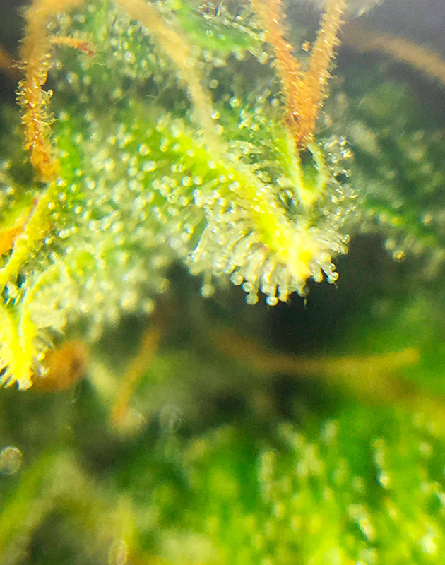 Прозрачные трихомы конопли