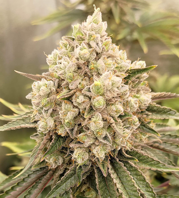 Приближение харвеста: ожидание и тревога Приближение харвеста Lemon Tree: ожидание и тревога