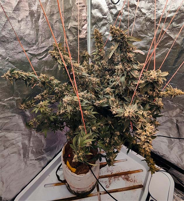 Сбор урожай с куста Dozy Doz подготовка к харвесту Dozy Doz