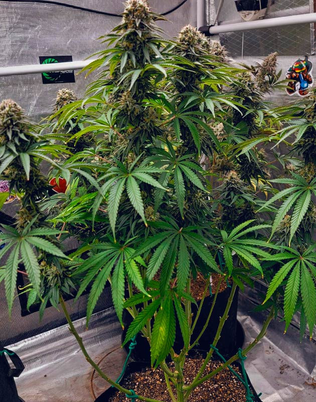 Осеннее увядание DDoS #33 Финальный прирост бутонов DDoS #33